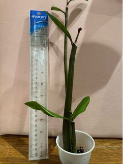 ZZ plant 3 rooted cuttings
