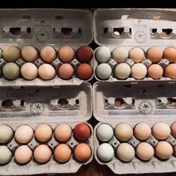 Farm Fresh Eggs $4/dz ~ self serve