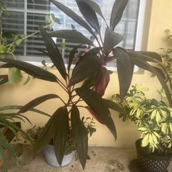 Large Palm Plant