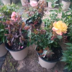 Rosas Y Mas 