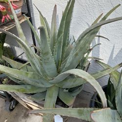 Huge/aged Aloe Vera Plant(39” Tall) In 18”square Wooden Box