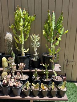 Cactus and Succulent Plant Collection