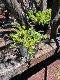 Plant