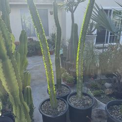Large Madagascar Ocotillo Plants 