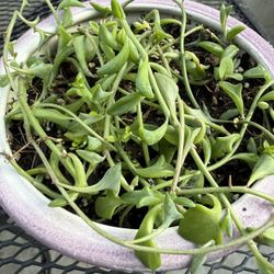 String of dolphins succulent in a nice ceramic pot (included) $8