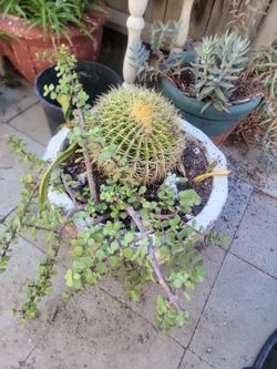 Barrel plant jade and thimble cactus pot is very heavy