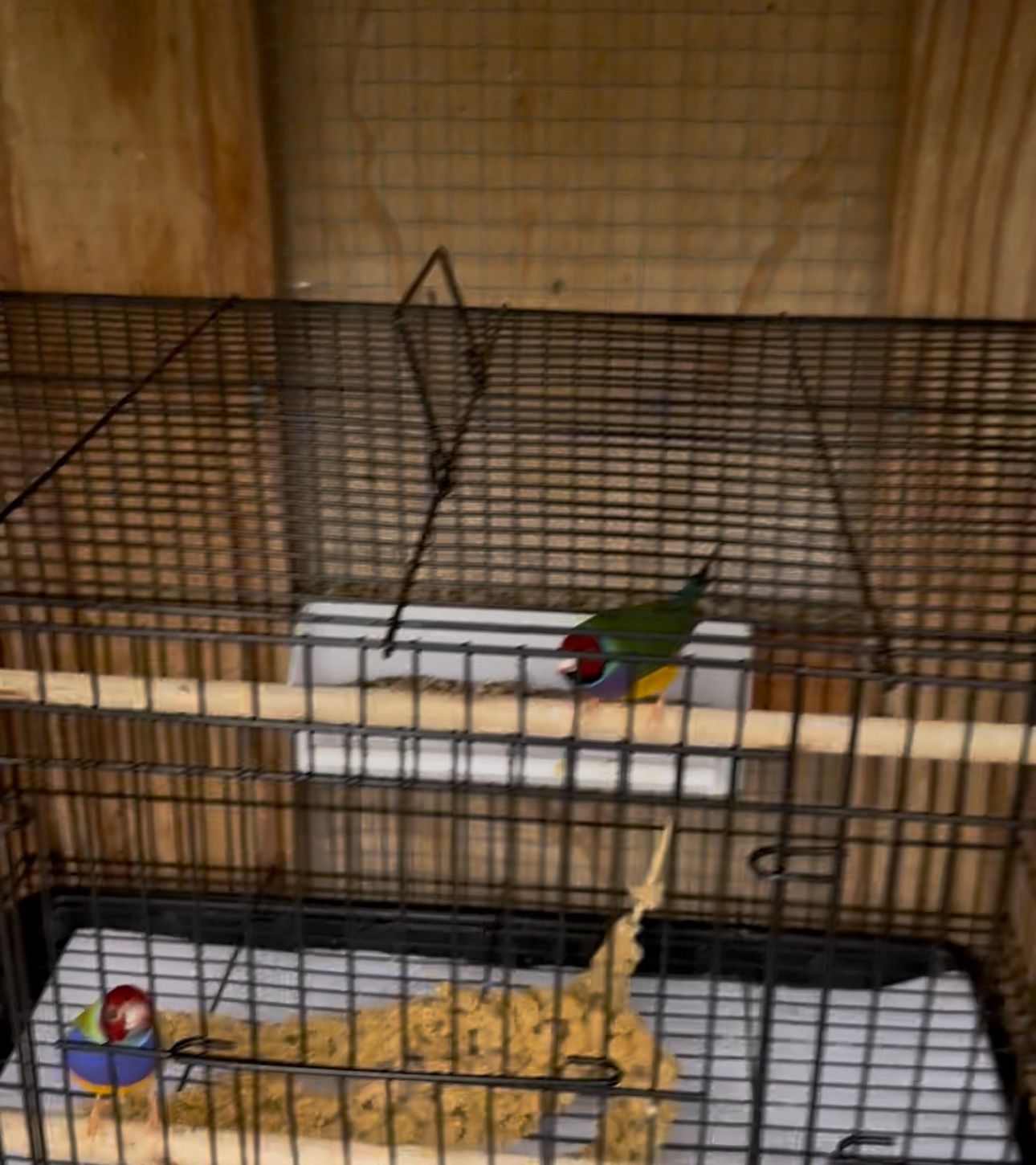 $10 Birds Cage