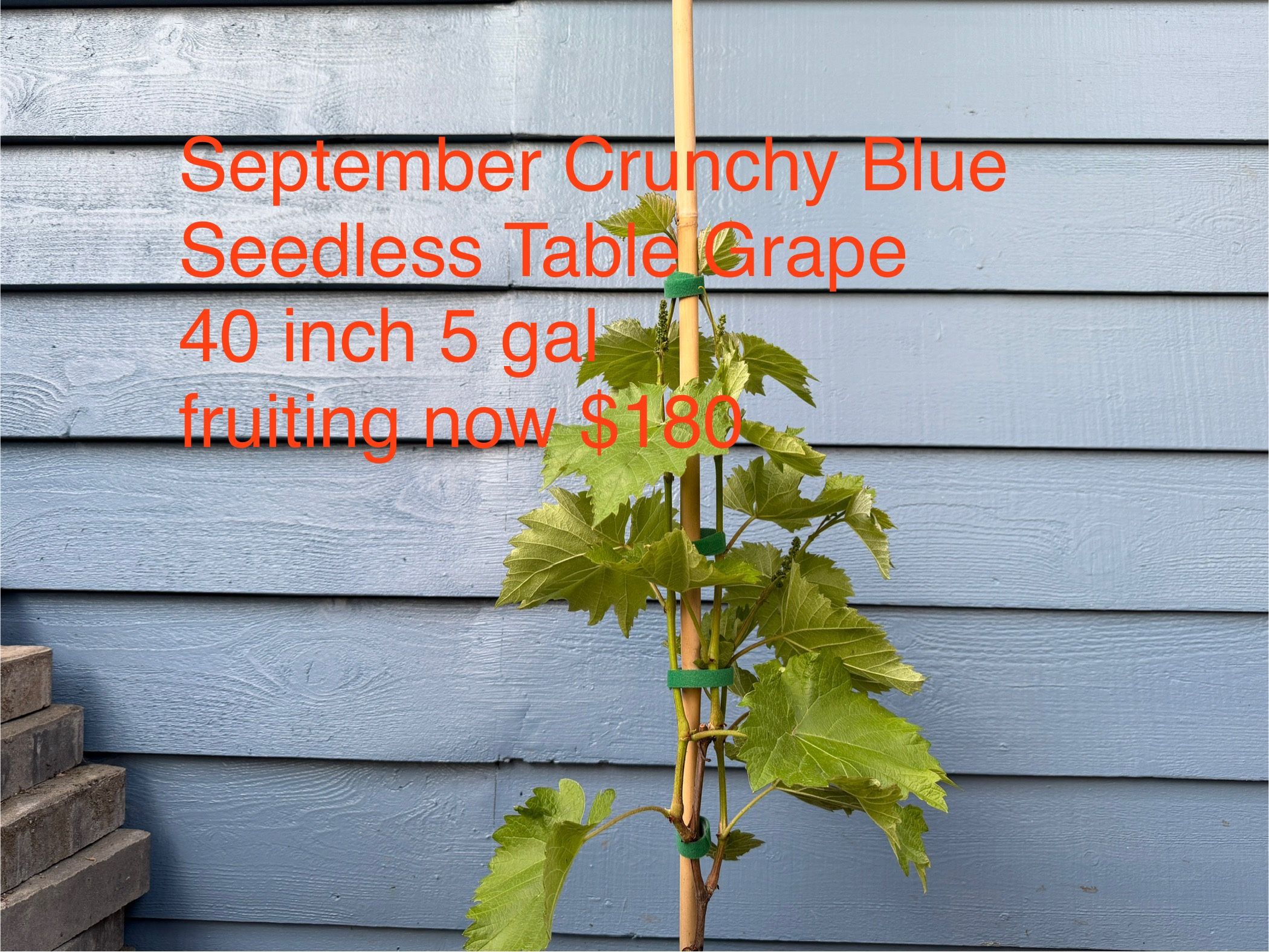 September Crunchy Blue seedless table grape plant