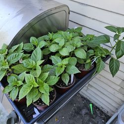 Hot pepper plants