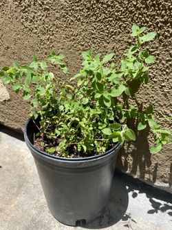 Oregano Organico