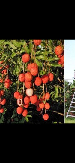Lychee