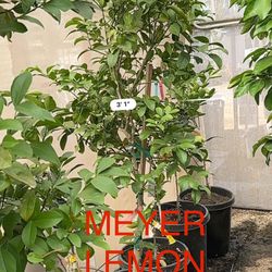 Citrus Trees