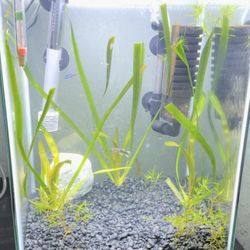 10 Gallon Tall Tank.