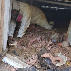 MOLD REMEDIATION TREATMENT