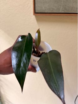 philodendron majesty