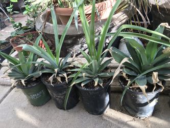 Pineapple Plants