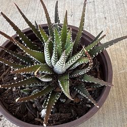 Zebra Succulent Plant 