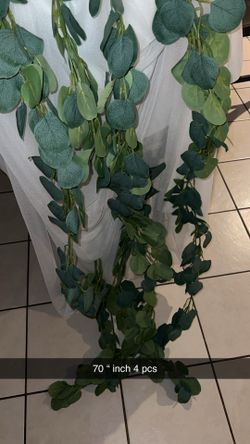 Eucalyptus garland big leaves