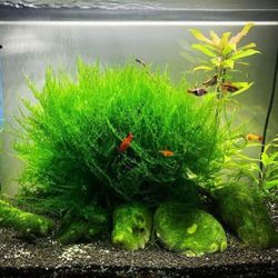 Java Moss — Aquarium / Fish / Fish Tank Live Plant 