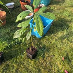 Avocado Tree Starts From Pits