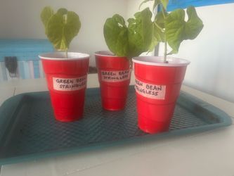 Stringless Green Beans