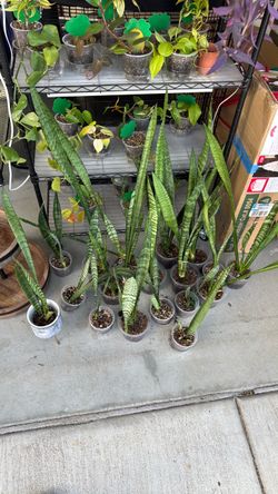 Snake plants