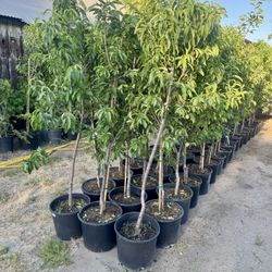 Yellow Nectarines Trees Royale  / Arboles de Nectarine Amarillos $40 Each