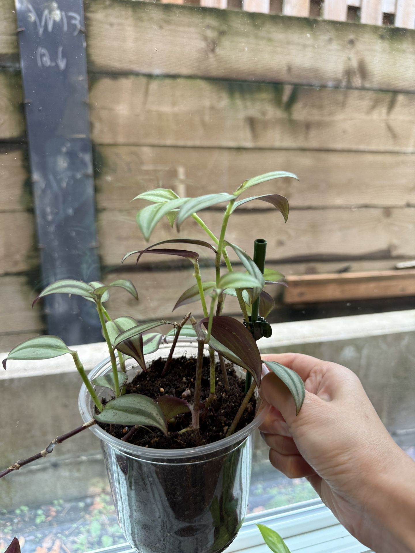 Different Live Indoor Living HousePlants