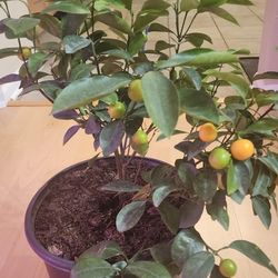 Calamansi Plant 2FEET Fruiting