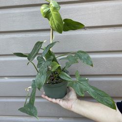 6” horse head philodendron