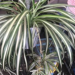 Plant 