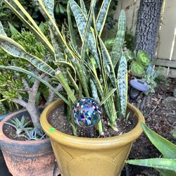 12 Gallon Snake Plant In Gold Ceramic Pot $ 40