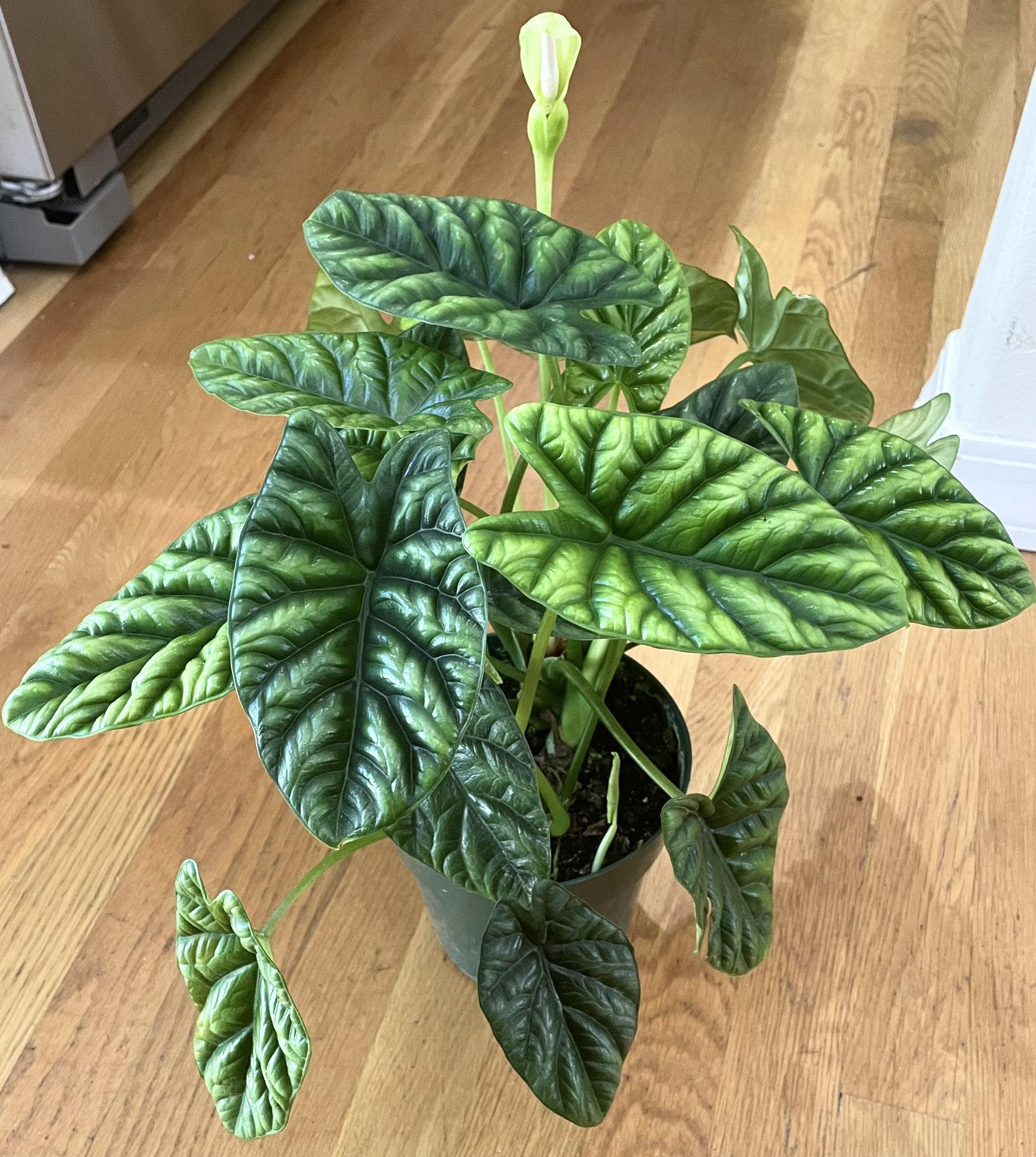 Entire Plant: Rare Alocasia Quilted Dreams in 6in. Pot / Free Delivery Available 