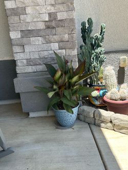 Plant