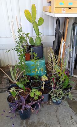 Plants 🌿🌱🍃☘️🍀🌵🌴🪴 for sale 💲 please read the description 😊