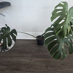 Monstera Deliciosa 