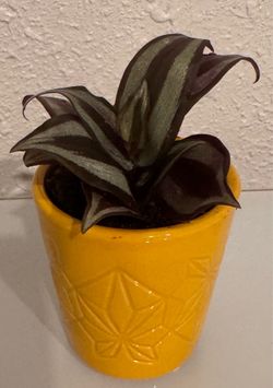 Purple indoor plant