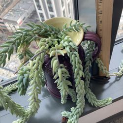 Burrows Tail Succulent In Repurposed Italian Pitcher Porcelain 