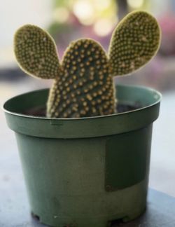 Bunny Ear Cactus