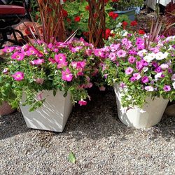 Potted Petunias XLarge
