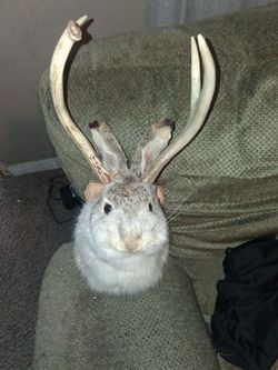 Jackalope mounted in great shape