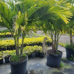 Christmas Palms!!! Adonidias 6 Feet Tall! Fertilized 