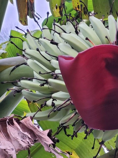 Blue Java Banana Plant 3gal Plantas De Banana Blue Java En 3gal