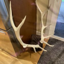 10 Point Real Elk Horns, Painted White And Put On Decorative Board