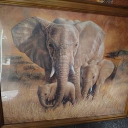 Wildlife photos