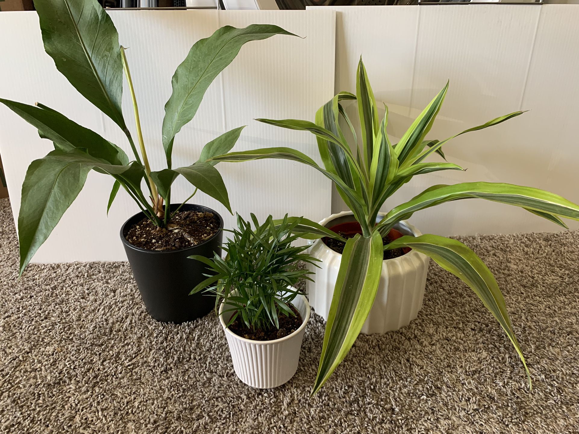 House Plants for Sale in Sacramento, CA OfferUp