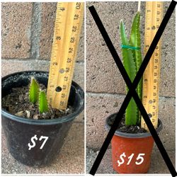 Potted Dragonfruit