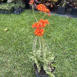 ORCHID EPIDENDRUM (3 gallon pot) Hardy, Versatile, Beautiful 