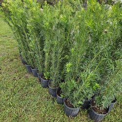 podocarpus About 4 feet tall only $10