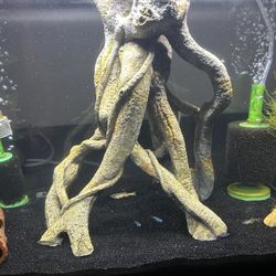 25 Gallon Fish Tank Need It Gone Asap Best Offer Takes It